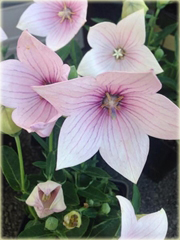 Platykodon wielokwiatowy Platycodon grandiflorum Pink Star